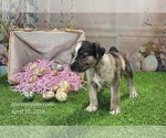 Small #1 Catahoula Leopard Dog
