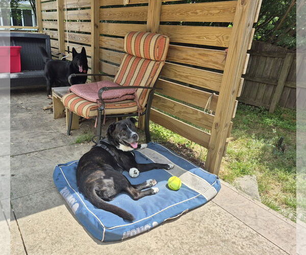 Medium Photo #13 Plott Hound-Unknown Mix Puppy For Sale in Holly Springs, NC, USA
