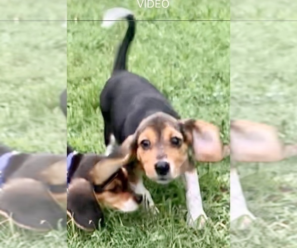 Medium Photo #3 Beagle Puppy For Sale in MARSHALL, AR, USA
