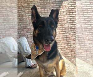 German Shepherd Dog Dogs for adoption in Gretna, NE, USA