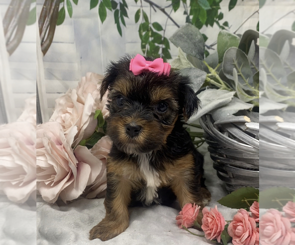 Medium Photo #6 Shorkie Tzu Puppy For Sale in SELLERSBURG, IN, USA