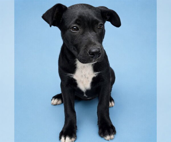 Medium Photo #1 Mutt Puppy For Sale in Westminster, MD, USA
