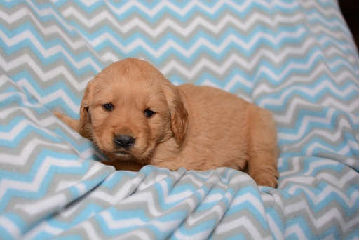 Medium Photo #1 Golden Retriever Puppy For Sale in HARRISBURG, IL, USA