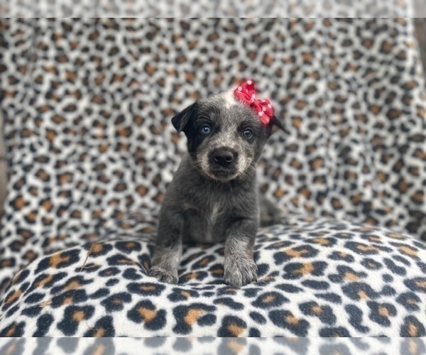 Medium Photo #5 Australian Cattle Dog Puppy For Sale in LAKELAND, FL, USA