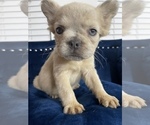 Small #13 French Bulldog