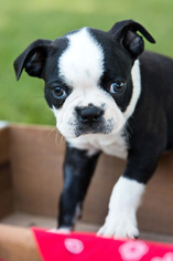 Boston Terrier Puppy for sale in PLYMOUTH, OH, USA
