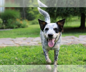 Mutt Dogs for adoption in Garden City, NY, USA