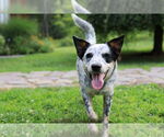 Small Mutt