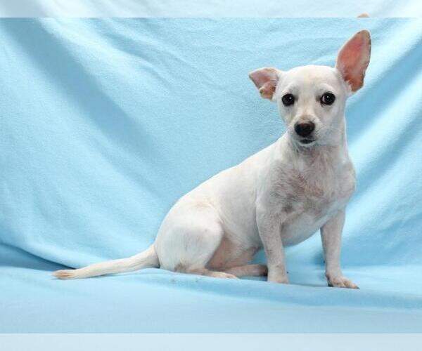 Medium Photo #1 Chihuahua-Unknown Mix Puppy For Sale in Burbank, CA, USA