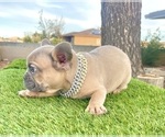 Small French Bulldog