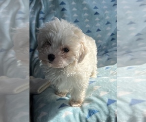 Maltipoo Puppy for Sale in SAN JOSE, California USA