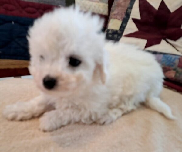 Medium Photo #2 Bichon Frise Puppy For Sale in PELHAM, NH, USA