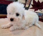 Small #1 Bichon Frise