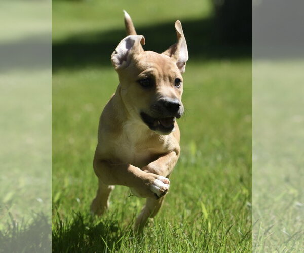 Medium Photo #9 Shepradors Puppy For Sale in Mechanicsburg, PA, USA