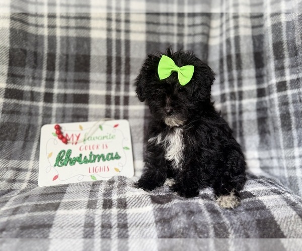 Medium Photo #8 YorkiePoo Puppy For Sale in LAKELAND, FL, USA