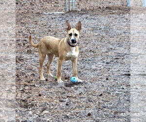 Kite - Female Mutt Dog for Adoption - Photo #7