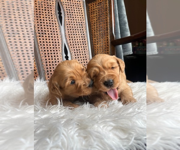 Medium Photo #5 Golden Retriever Puppy For Sale in VANCOUVER, WA, USA