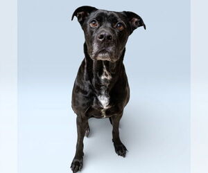 American Pit Bull Terrier-Unknown Mix Dogs for adoption in Rowlett, TX, USA