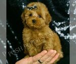 Puppy Melinda F1BB Goldendoodle (Miniature)