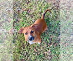 Small #2 Chiweenie