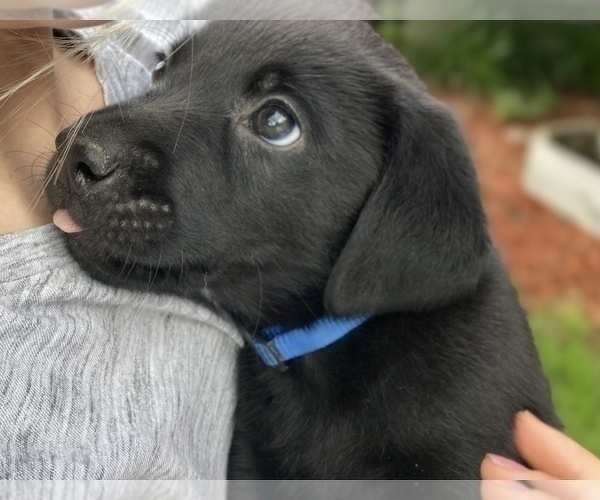 Medium Photo #7 Labrador Retriever Puppy For Sale in BREWSTER, WA, USA
