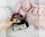 Small #4 Maltipoo