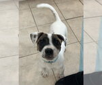 Small #7 Australian Shepherd Mix