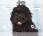 Small Photo #3 Poodle (Miniature) Puppy For Sale in SANGER, TX, USA