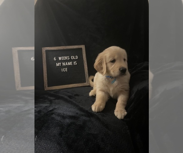 Medium Photo #9 Golden Retriever Puppy For Sale in WINTER PARK, FL, USA