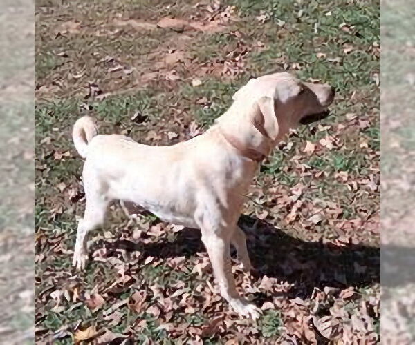Medium Photo #5 Golden Shepherd Puppy For Sale in Rutherfordton, NC, USA