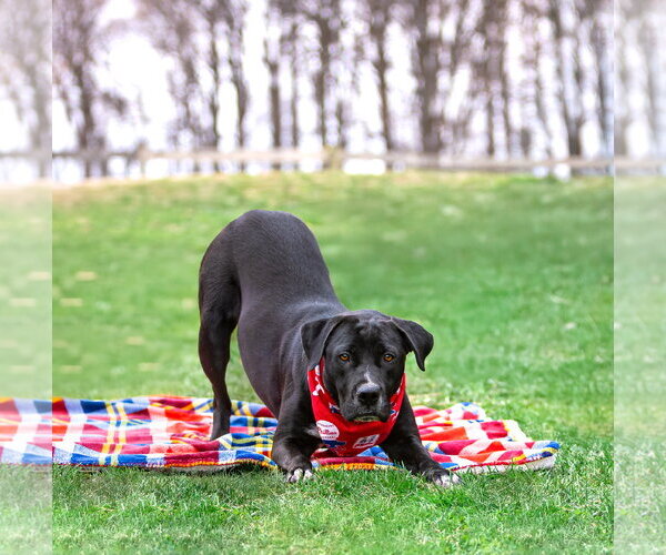 Medium Photo #6 Labrador Retriever-Unknown Mix Puppy For Sale in Unionville, PA, USA