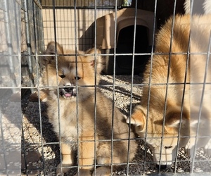 Akita Puppy for sale in EASTVALE, CA, USA