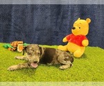 Small #1 Catahoula Leopard Dog