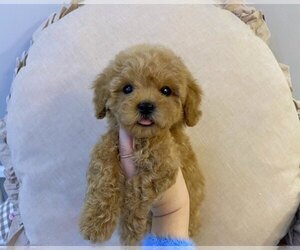 Poodle (Toy) Puppy for sale in REDLANDS, CA, USA
