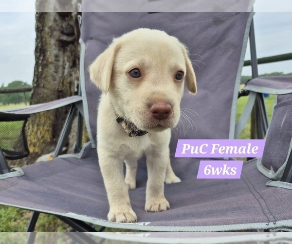 Medium Photo #105 Labrador Retriever Puppy For Sale in EDGEWOOD, TX, USA