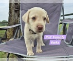 Small Photo #105 Labrador Retriever Puppy For Sale in EDGEWOOD, TX, USA