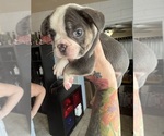 Small #3 French Bulldog