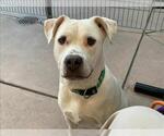 Small #1 American Pit Bull Terrier Mix