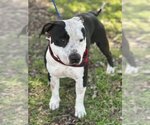 Small #5 American Staffordshire Terrier Mix
