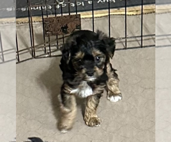 Medium Photo #9 YorkiePoo Puppy For Sale in GLOUCESTER, VA, USA