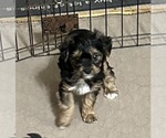 Small Photo #9 YorkiePoo Puppy For Sale in GLOUCESTER, VA, USA