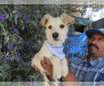 Small #1 Wheaten Terrier Mix