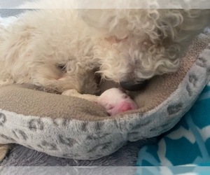 Mother of the Bichon Frise puppies born on 04/24/2023