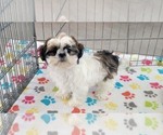 Small #2 Shih Tzu