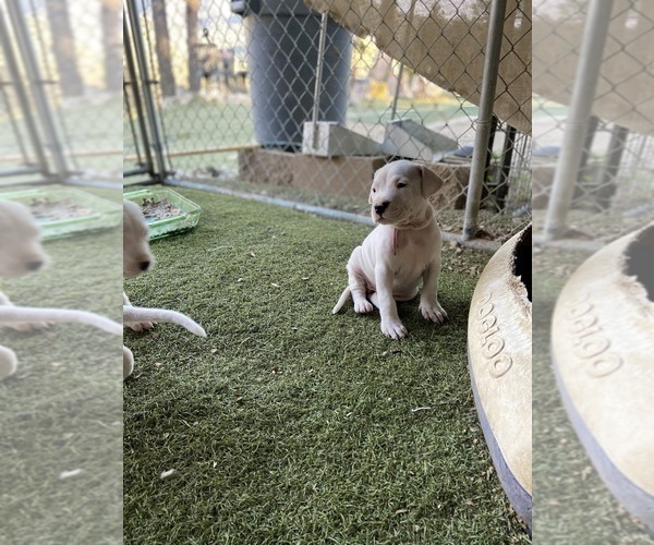 Medium Photo #2 Dogo Argentino Puppy For Sale in FRAZIER PARK, CA, USA
