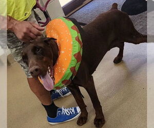 Doberman Pinscher Dogs for adoption in Decatur, IL, USA