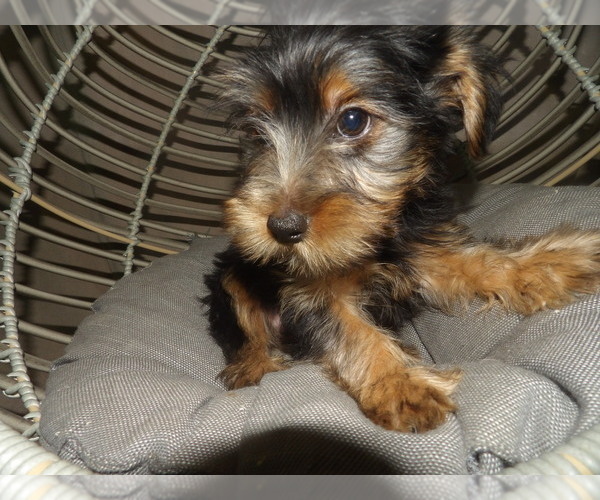 Medium Photo #2 Yorkshire Terrier Puppy For Sale in PATERSON, NJ, USA