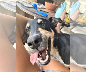 Mutt Dogs for adoption in Denton, TX, USA