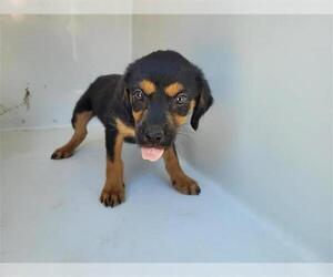 Labrottie Dogs for adoption in Houston, TX, USA