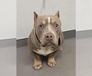 American Pit Bull Terrier Dogs for adoption in HESPERIA, CA, USA